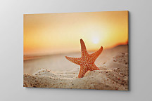 Obraz Hviezdica 1626